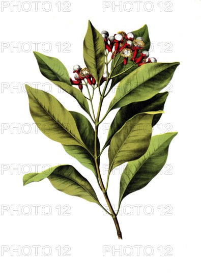 Useful plants, cultivated plants, clove tree, Caryophyllus aromaticus, school picture, authentic reproduction of a school mural, around 1920, exact date unknown, historical