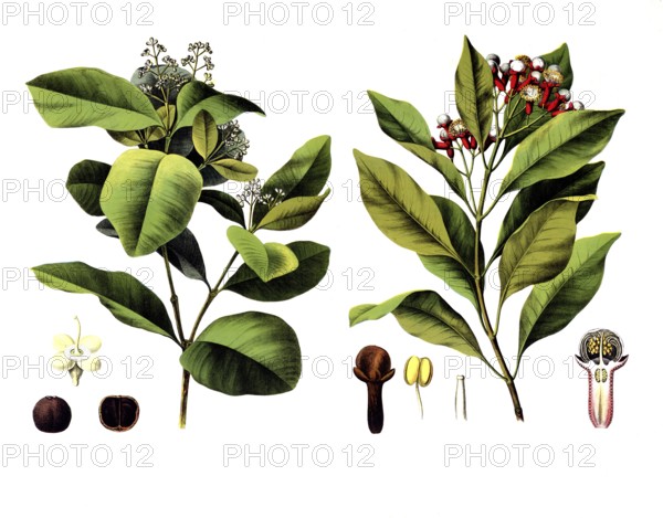 Useful plants, cultivated plants, clove pepper, myrtus pimenta and spice clove tree, Caryophyllus aromaticus, school picture, authentic reproduction of a school wall painting, around 1920, exact date unknown, historical