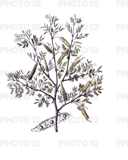 Useful plants, cultivated plants, Verek Gummiacacie, Acacia verek, school picture, authentic reproduction of a school mural, around 1920, exact date unknown, historical