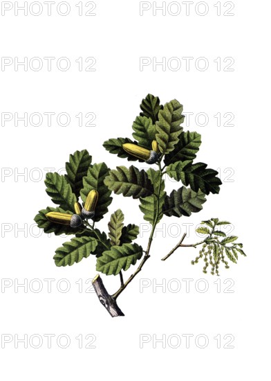 Useful plants, cultivated plants, gall apple oak, Quercus infectoria, school picture, authentic reproduction of a school mural, around 1920, exact date unknown, historical