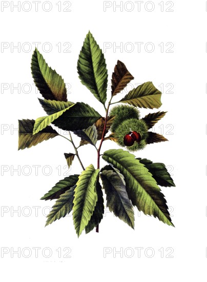 Useful plants, cultivated plants, chestnut, castanea vesca, school picture, authentic reproduction of a school mural, around 1920, exact date unknown, historical