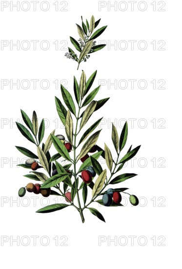 Useful plants, cultivated plants, olive tree, Olea europaea, school picture, authentic reproduction of a school mural, around 1920, exact date unknown, historical
