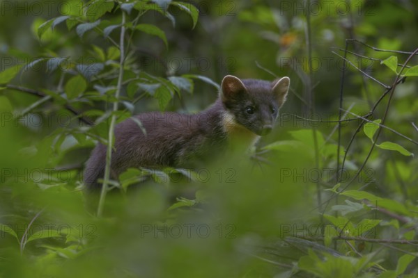 This young pine marten (Martes martes) has probably only recently started hunting on its own, baby animals, cute, cute, Germany