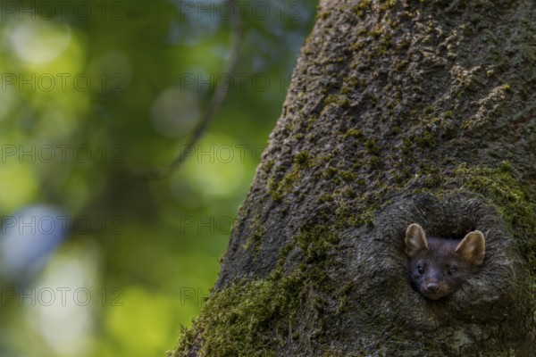A young pine marten (Martes martes) looks curiously out of a tree hollow, animal children, cute, cute, Germany