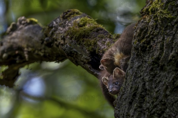Three young pine martens (Martes martes) playing in front of their den in an oak tree, animal children, sweet, cute, Germany