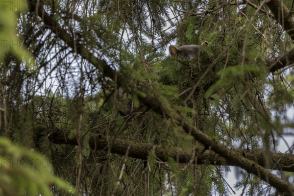 The pine marten (Martes martes) has settled on a very dense spruce branch to spend the day here, sleeping place, Denmark