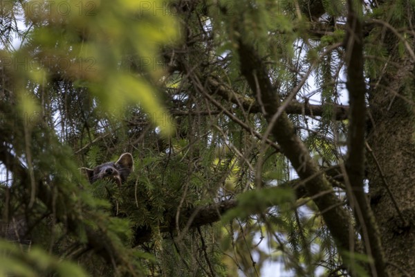 The pine marten (Martes martes) has visibly made itself comfortable on the spruce branch and is yawning, sleeping place, Denmark
