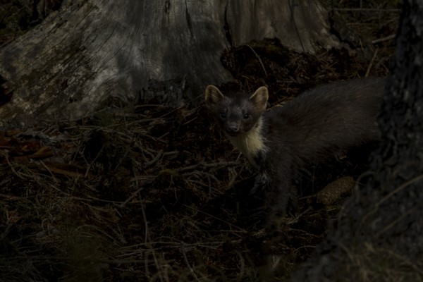 At dusk, the pine marten (Martes martes) goes hunting, night, moonlight, hunting, Denmark