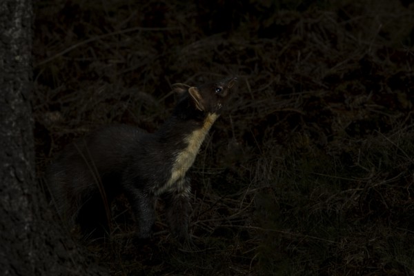 Something in the treetops attracts the attention of the pine marten (Martes martes), perhaps a pigeon is resting there, night, moonlight, hunting, Denmark