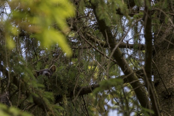 The pine marten (Martes martes) has visibly made itself comfortable on the spruce branch, sleeping place, Denmark