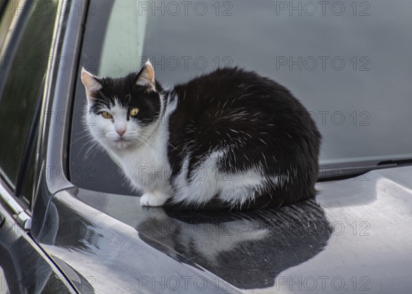 Cat lying on warm hood of a car in Ystad, Skåne County, Sweden, Scandinavia