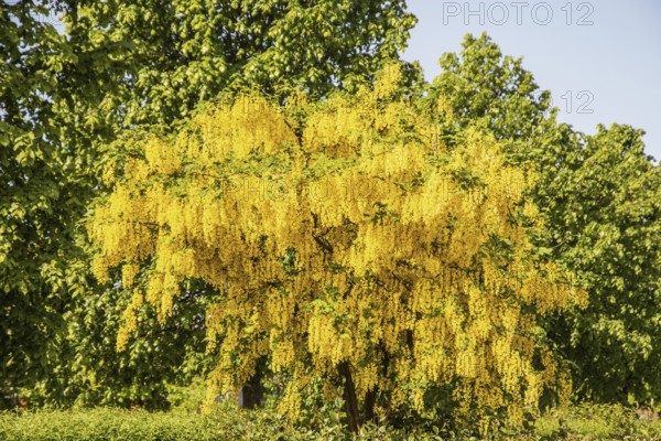 Flowering Golden chain (Laburnum) or Golden rain in Ystad, Skåne county, Sweden, Scandinavia