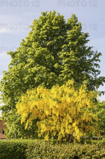 Flowering Golden chain (Laburnum) or Golden rain in front of a chestnut tree in Ystad, Skåne county, Sweden, Scandinavia