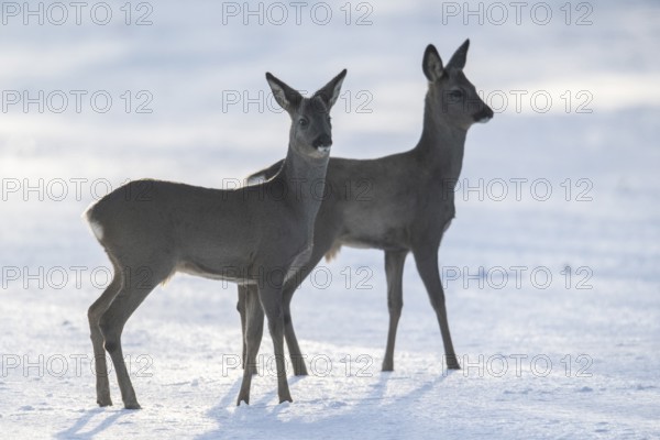 Roe deer (Capreolus capreolus) in the snow, Emsland, Lower Saxony, Germany
