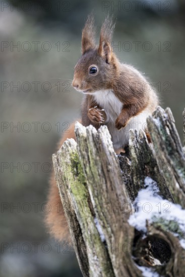 Squirrel (Sciurus vulgaris), Emsland, Lower Saxony, Germany
