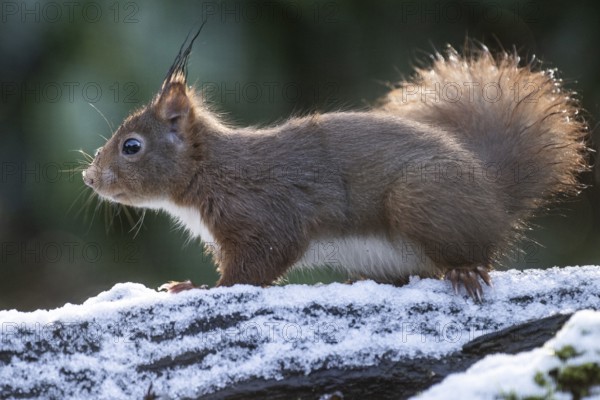 Squirrel (Sciurus vulgaris), Emsland, Lower Saxony, Germany