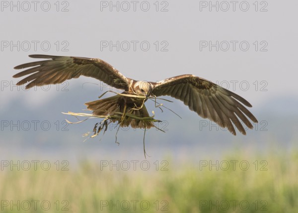 A female marsh harrier (Circus aeruginosus) with outstretched wings flying with twigs in her talons, Dümmer nature park Park, Lower Saxony, Germany