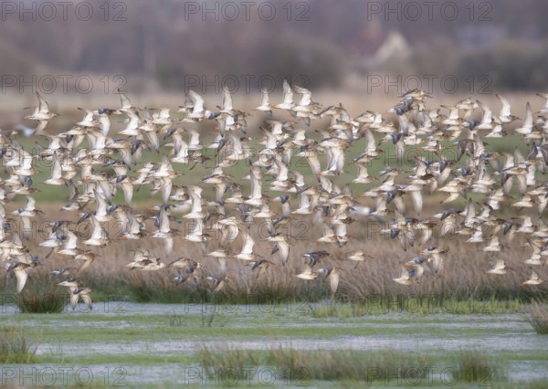 Large flock of ruff (Calidris pugnax) in flight over a grassy landscape, Dümmer nature park Park, Lower Saxony, Germany