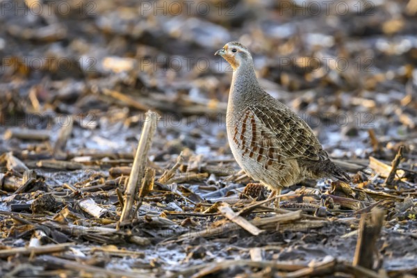 A grey partridge (Perdix perdix) stands on a ground covered with maize stubble in the cold season, Dümmer nature park Park, Lower Saxony, Germany