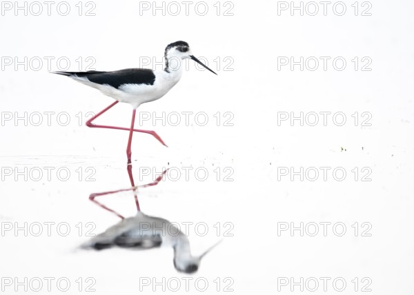 A black-winged Black-winged Stilt (Himantopus himantopus) walks elegantly in the water, its silhouette reflected in the water, high key image in white surroundings Dümmer nature park Park, Lower Saxony, Germany