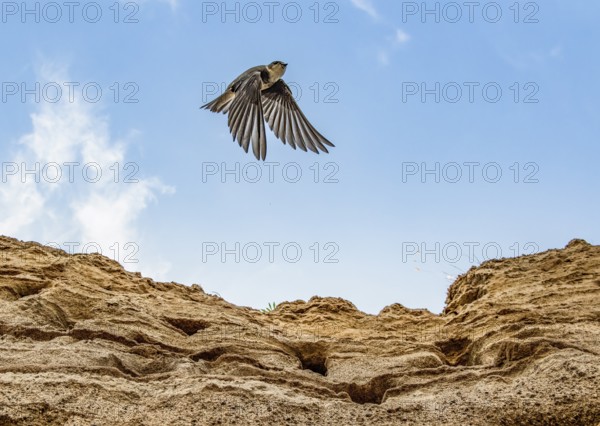 A sand martin (Riparia riparia) flies into the blue sky over a sand excavation with nesting burrows in the Hunter ground, Osnabrücker Land, Lower Saxony, Germany