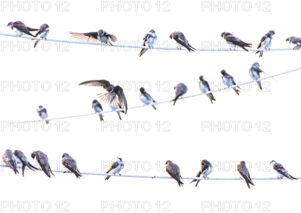 Many swallows Sand martins (Riparia riparia) sitting on wires in a communal cluster against a white background, Dümmer nature park Park, Lower Saxony, Germany