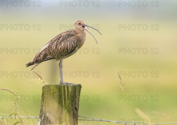 Eurasian curlew (Numenius arquata) calling with long open beak on a fence post in green surroundings, Dümmer nature park Park, Lower Saxony, Germany