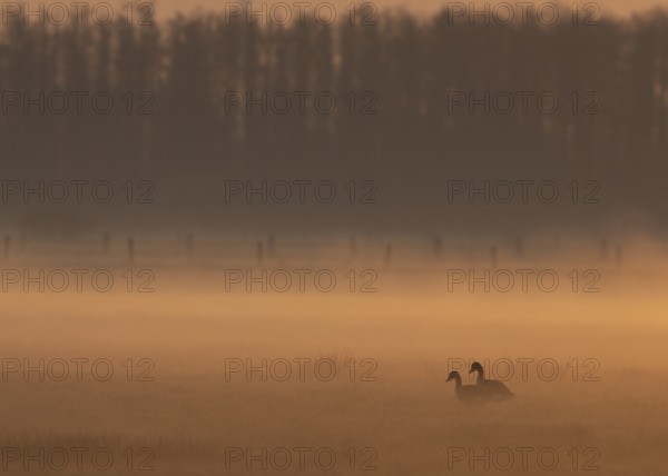 Two greylag geese (Anser anser) stand in the soft morning mist on a meadow, framed by a forest silhouette in the background, Dümmer nature park Park, Lower Saxony, Germany