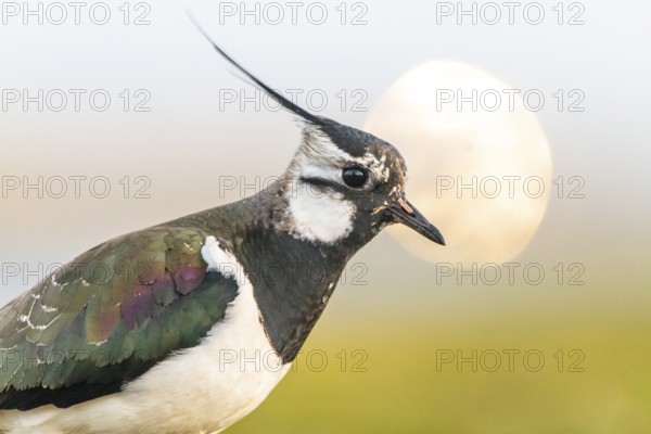 Dümmer nature park Park, Lower Saxony, GermanyA lapwing (Vanellus vanellus) with dark and iridescent feather colour against a blurred background, Dümmer Nature Park, Lower Saxony, Germany