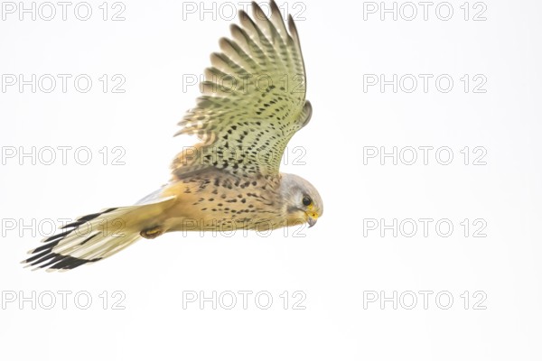 A Common Kestrel (Falco tinnunculus) soars high in the sky in free flight, dynamic movement, Dümmer nature park Park, Lower Saxony, Germany