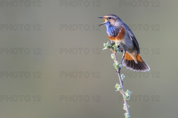 A bluethroat (Luscinia svecica) with colourful plumage sings on a branch in a natural environment, its colourful plumage can be seen in great detail, Dümmer nature park Park, Lower Saxony, Germany