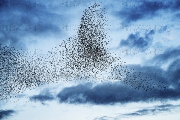 Hüde, Lower Saxony, Germany, Large flock of starlings (Sturnus vulgaris) flying in cloudy sky, impressive formation, flock of birds against blue sky with clouds, dynamic pattern in the sky