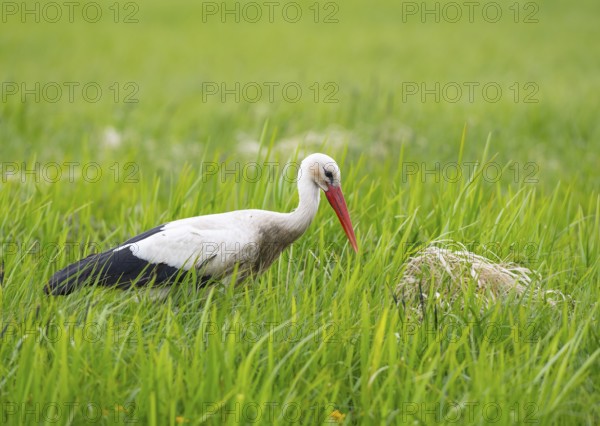 A stork (Ciconia ciconia) stands in the tall grass next to its nest in a green meadow, Dümmer nature park Park, Lower Saxony, Germany