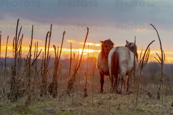 Two Konik horses, an ancient breed descended from Equus ferus ferus (Tarpan), stand in a meadow in front of a colourful sunset, Dümmer nature park Park, Lower Saxony, Germany