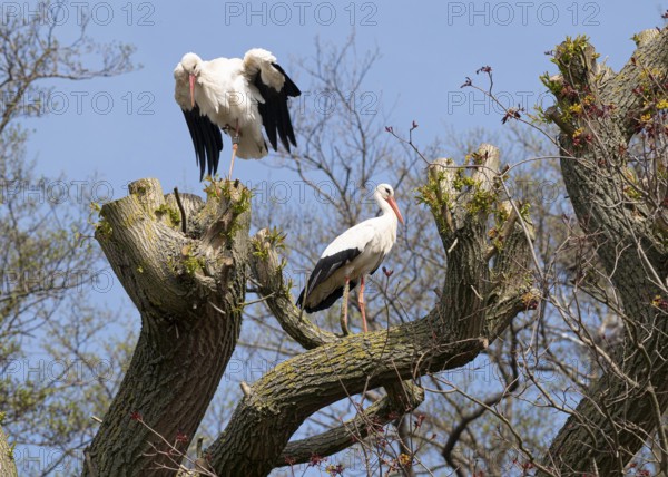 Two storks white storks (Ciconia ciconia) resting on an old tree under a blue sky on a warm spring day, Dümmer nature park Park, Lower Saxony, Germany