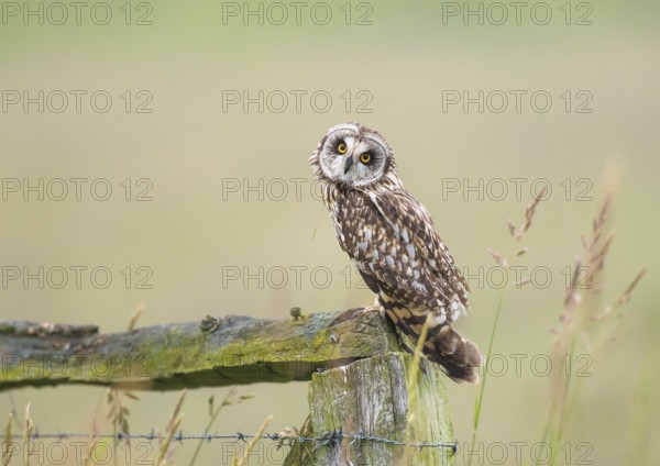 Short-eared owl (Asio flammeus) sitting on a fence post and looking attentively with its head tilted, Dümmer nature park Park, Lower Saxony, Germany