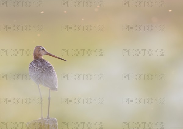 Black-tailed godwit (Limosa limosa) standing on a pole in a pastel-coloured landscape, peaceful atmosphere, Dümmer nature park Park, Lower Saxony, Germany