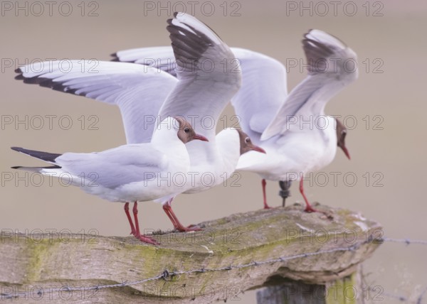 Three black-headed gulls (Larus ridibundus) landing on a fence, wings outstretched, Dümmer nature park Park, Lower Saxony, Germany