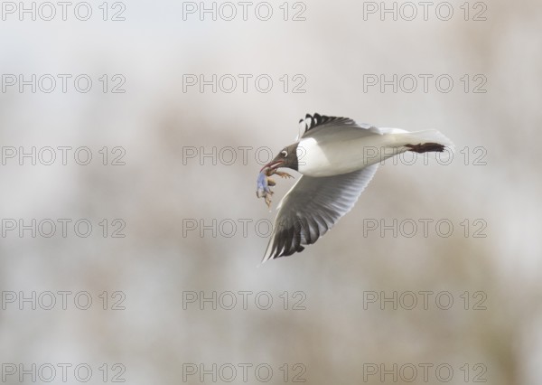 Black-headed Black-headed Gull (Larus ridibundus) in the air with a blue moor frog (Ranaarvalis) in its beak against a blurred background, Dümmer nature park Park, Lower Saxony, Germany