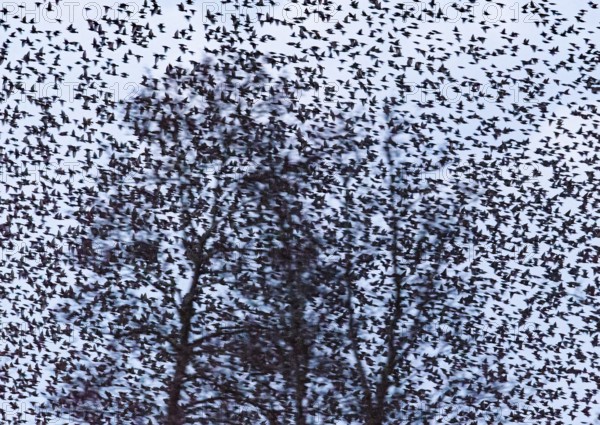 A dense flock of starlings (Sturnus vulgaris) circling around trees, the movement of the group is overwhelming, Dümmer nature park Park, Lower Saxony, Germany