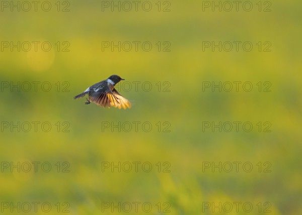 Stonechat (Saxicola rubicola) in flight against a blurred green background, Dümmer nature park Park, Lower Saxony, Germany