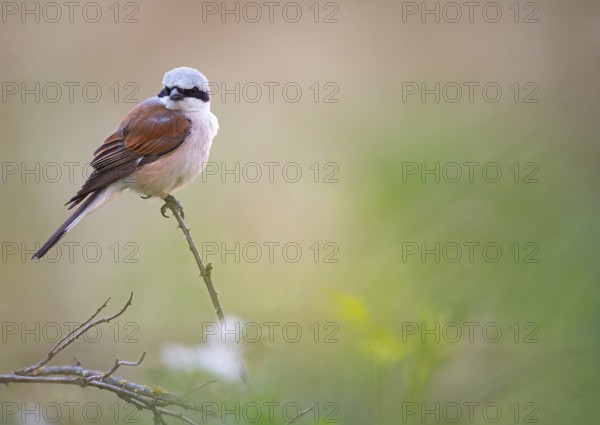 A male red-backed shrike (Lanius collurio) sitting on a thin branch with blurred background, Dümmer nature park Park, Lower Saxony, Germany
