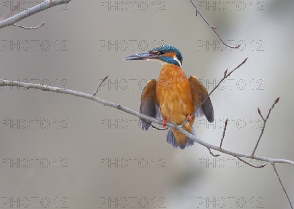 A kingfisher (Alcedo atthis) sits colourfully on a bare branch with a neutral background and shows a defensive posture, Dümmer nature park Park, Lower Saxony, Germany