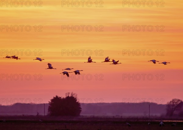 Cranes (Grus grus) flying in front of a bright orange sky at sunset, Dümmer nature park Park, Lower Saxony, Germany