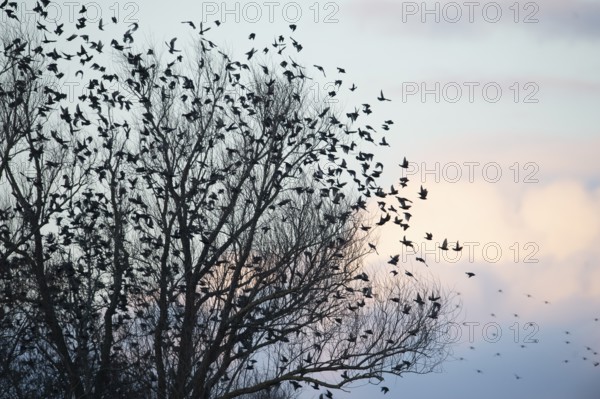 Large flock of starlings (Sturnus vulgaris) flying from a tree into the pastel evening sky, Dümmer nature park Park, Lower Saxony, Germany