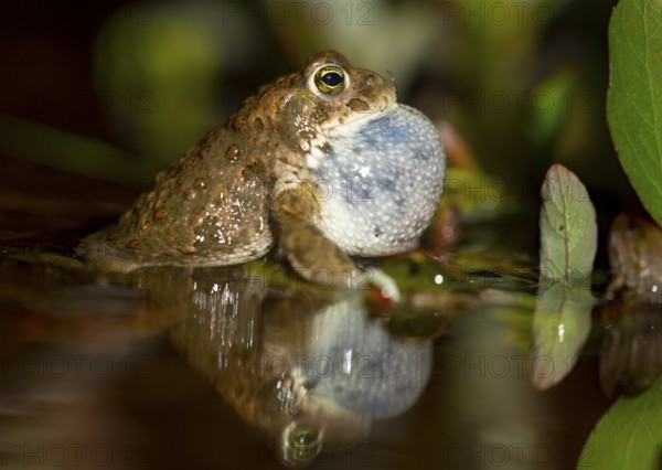 A natterjack toad (Bufo calamita) sits in the water with its throat inflated, surrounded by plants, Dümmer nature park Park, Lower Saxony, Germany