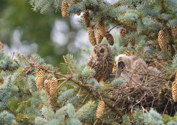 Two long-eared owls (Asio otus) sitting on a branch in a dense pine forest, on the left the adult, on the right a juvenile eating a mouse it brought with it, Dümmer nature park Park, Lower Saxony, Germany