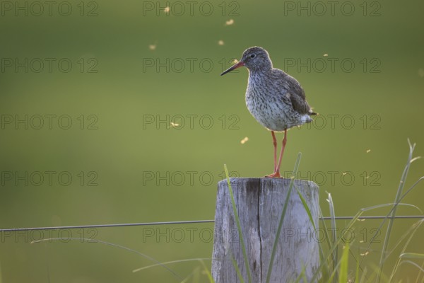 Redshank (Tringa totanus) standing on a wooden post surrounded by flying insects at dusk, Dümmer nature park Park, Lower Saxony, Germany