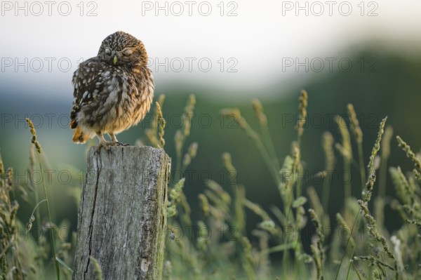 Little owl (Athene noctua) sits with closed eyelids on a wooden post in the middle of a blurred meadow in soft light, Wiehengebirge, Lower Saxony, Germany