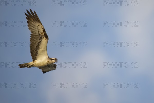 An osprey (Pandion haliaetus) flies majestically against a cloudy sky, bird of prey majestically in flight against a blue sky in the wild, Dümmer nature park Park, Lower Saxony, Germany
